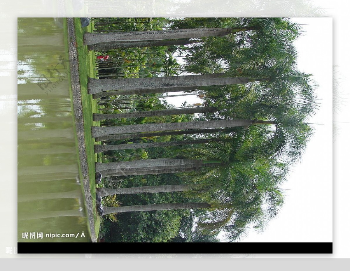 版纳勐仑植物园图片
