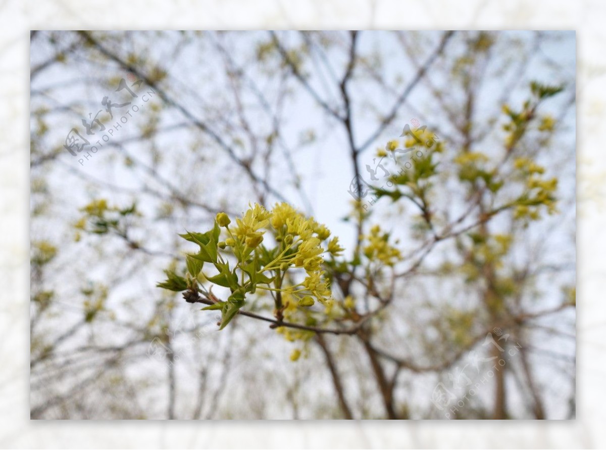 桂花图片