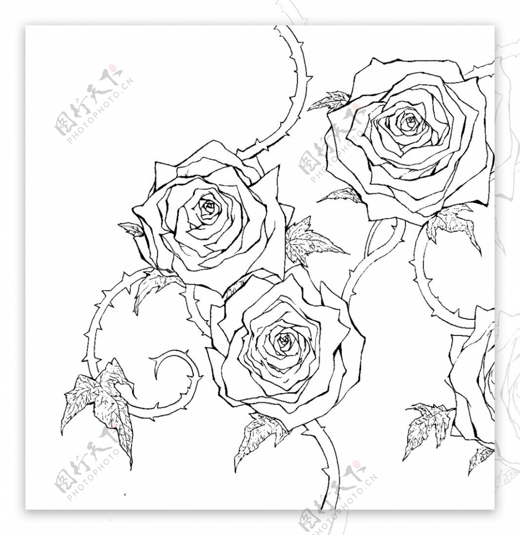 手绘玫瑰线稿素材图片