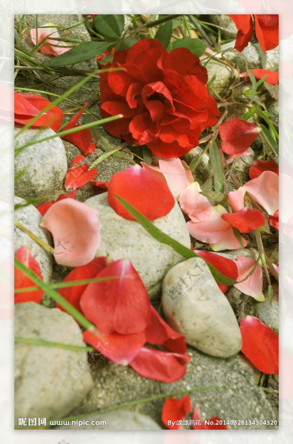 蔷薇花瓣图片