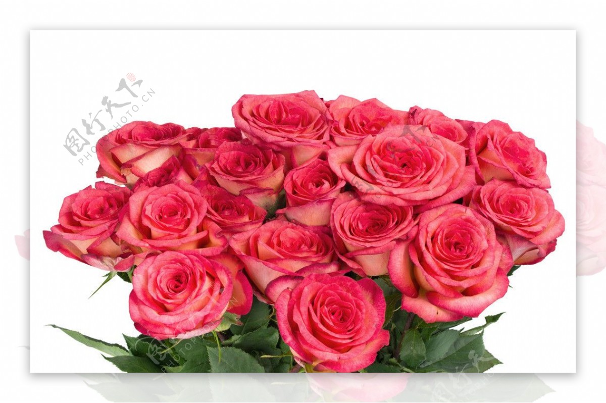 【爱情生日鲜花】19戴安娜粉玫瑰搭配桔梗花束爱情生日鲜花_玫瑰花束_按花材选购_溢香缘鲜花