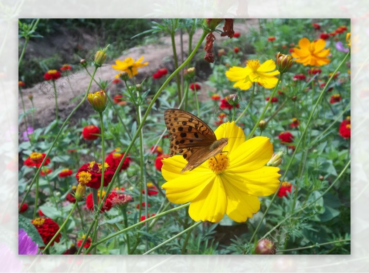 京郊野菊与蝴蝶图片