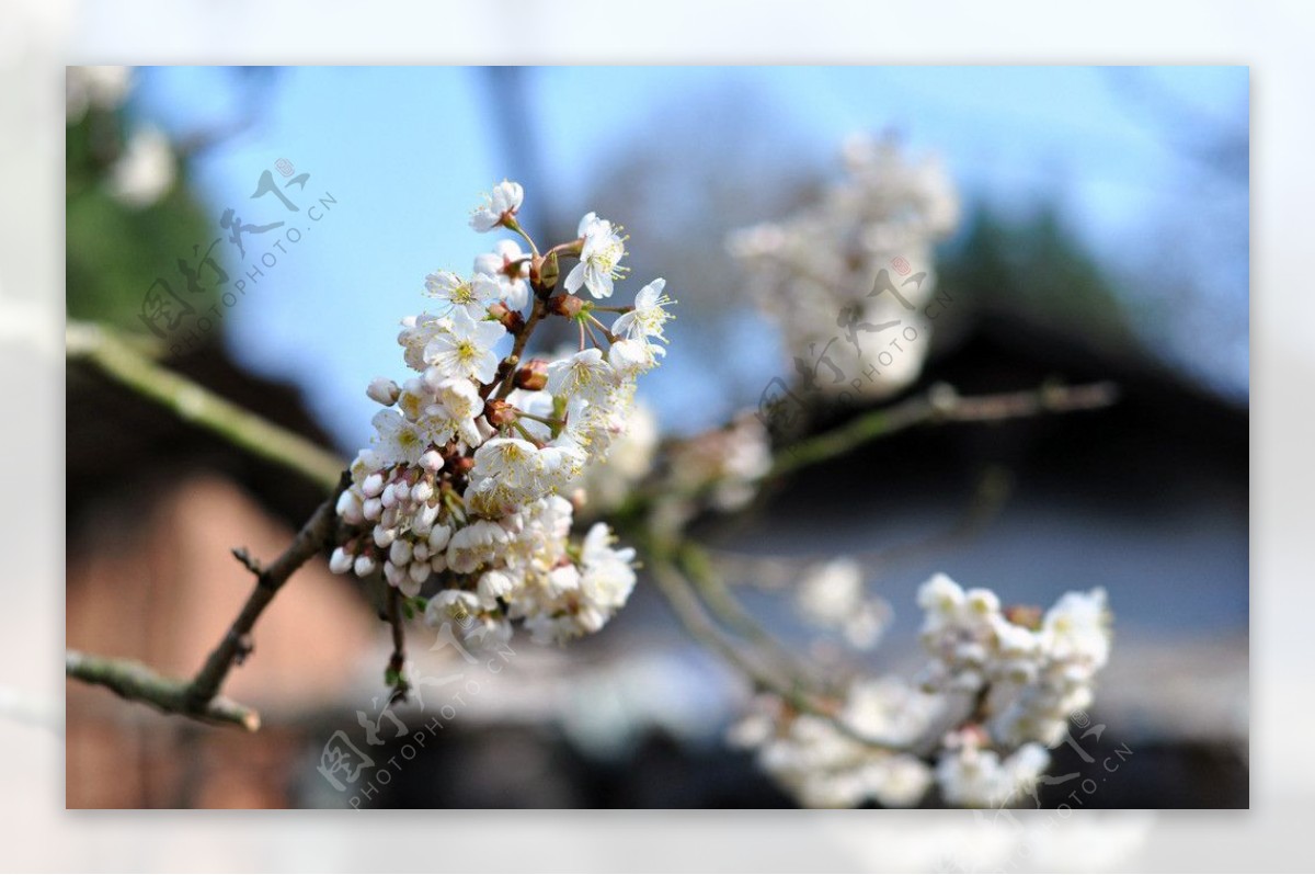 屋前的樱桃花图片
