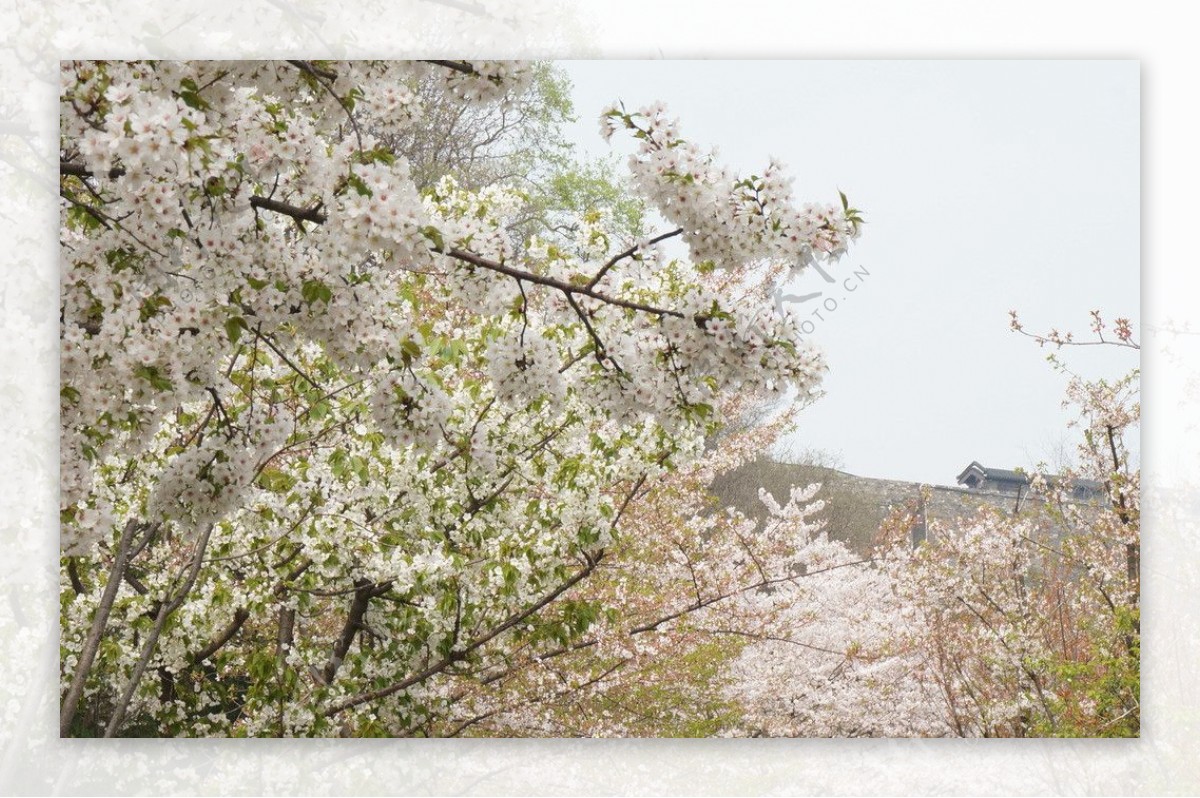南京的樱花图片