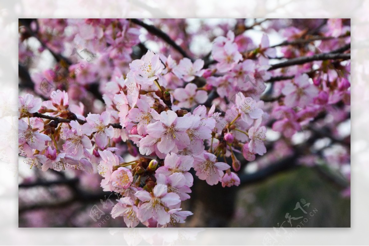 近景高清粉色樱花图片