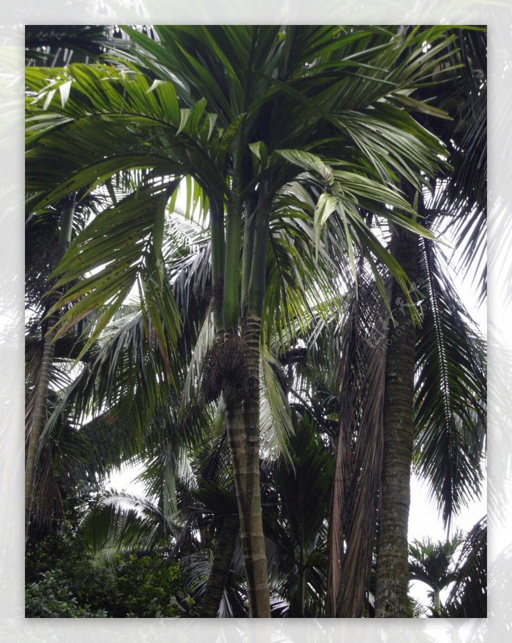 分叉槟榔树图片