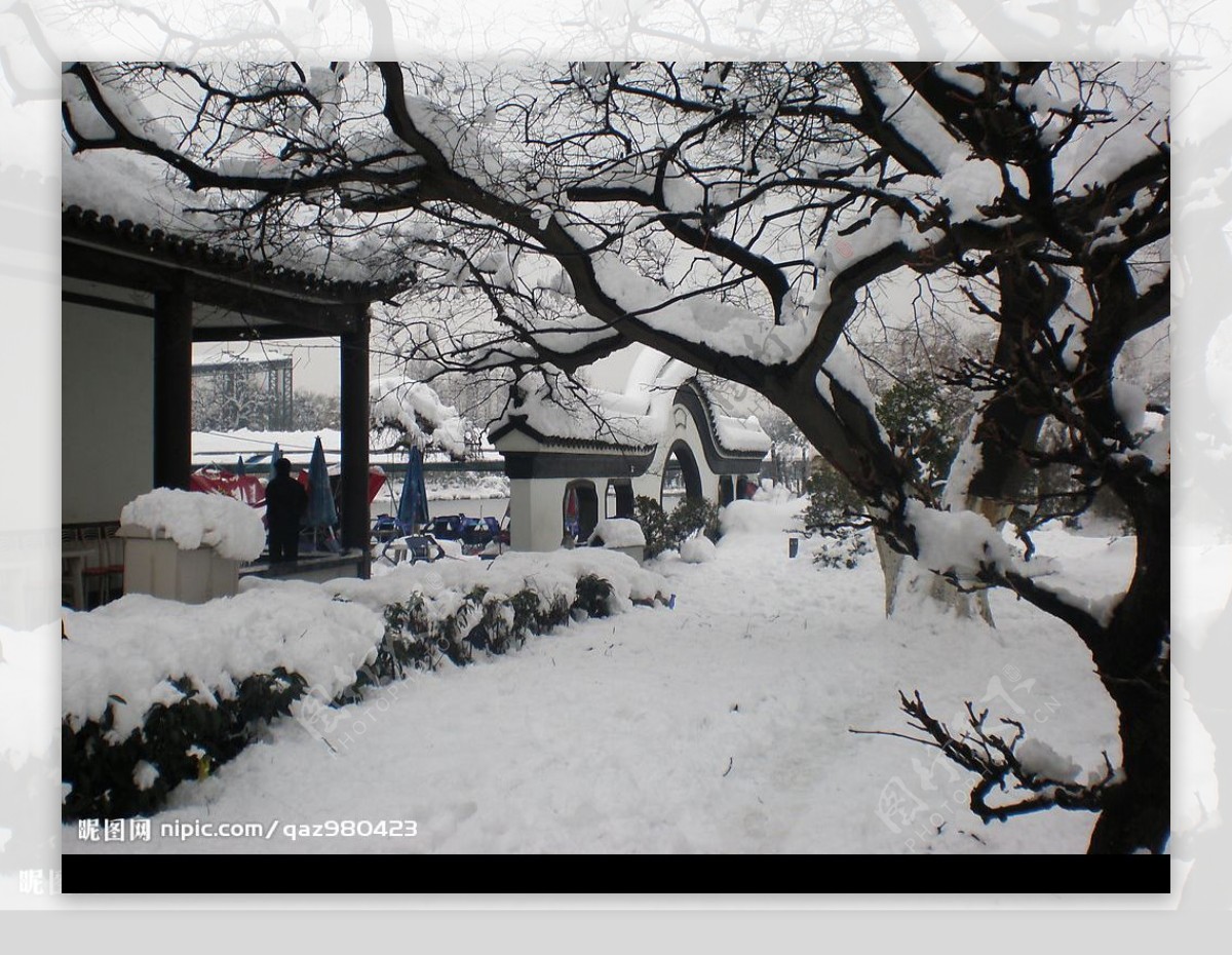 红梅雪景图片