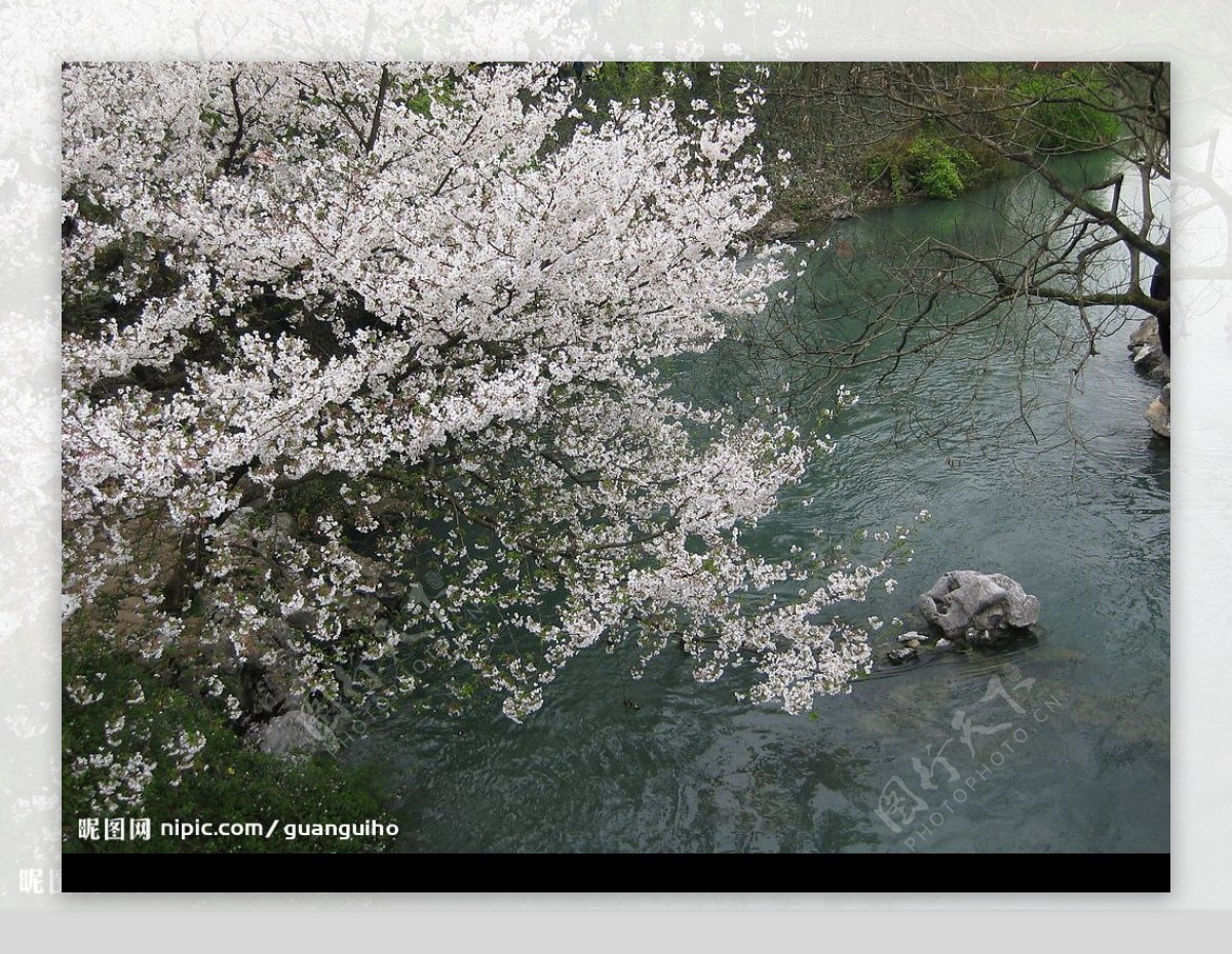 小溪边的樱花树图片
