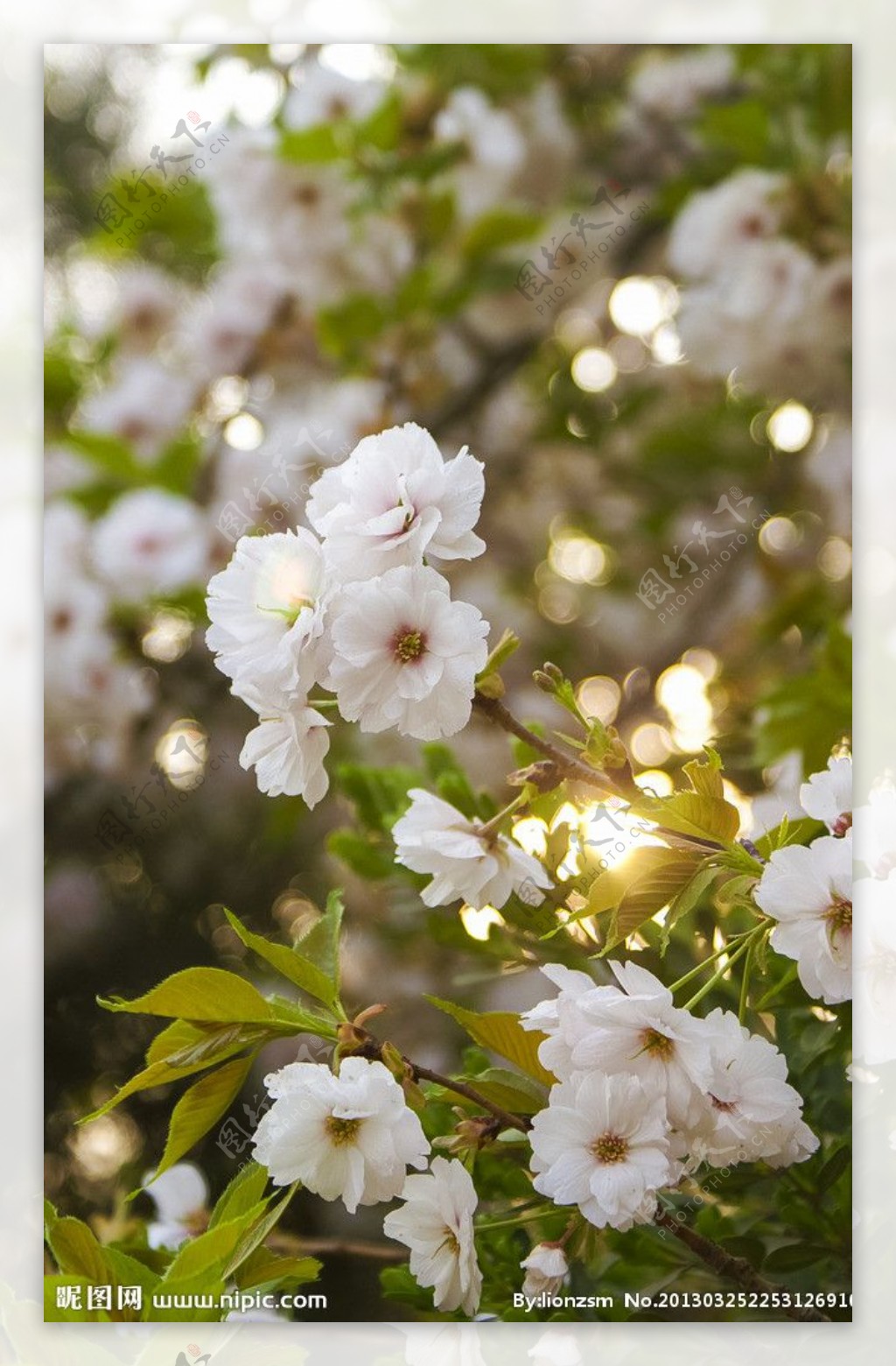 金光里的白色樱花图片
