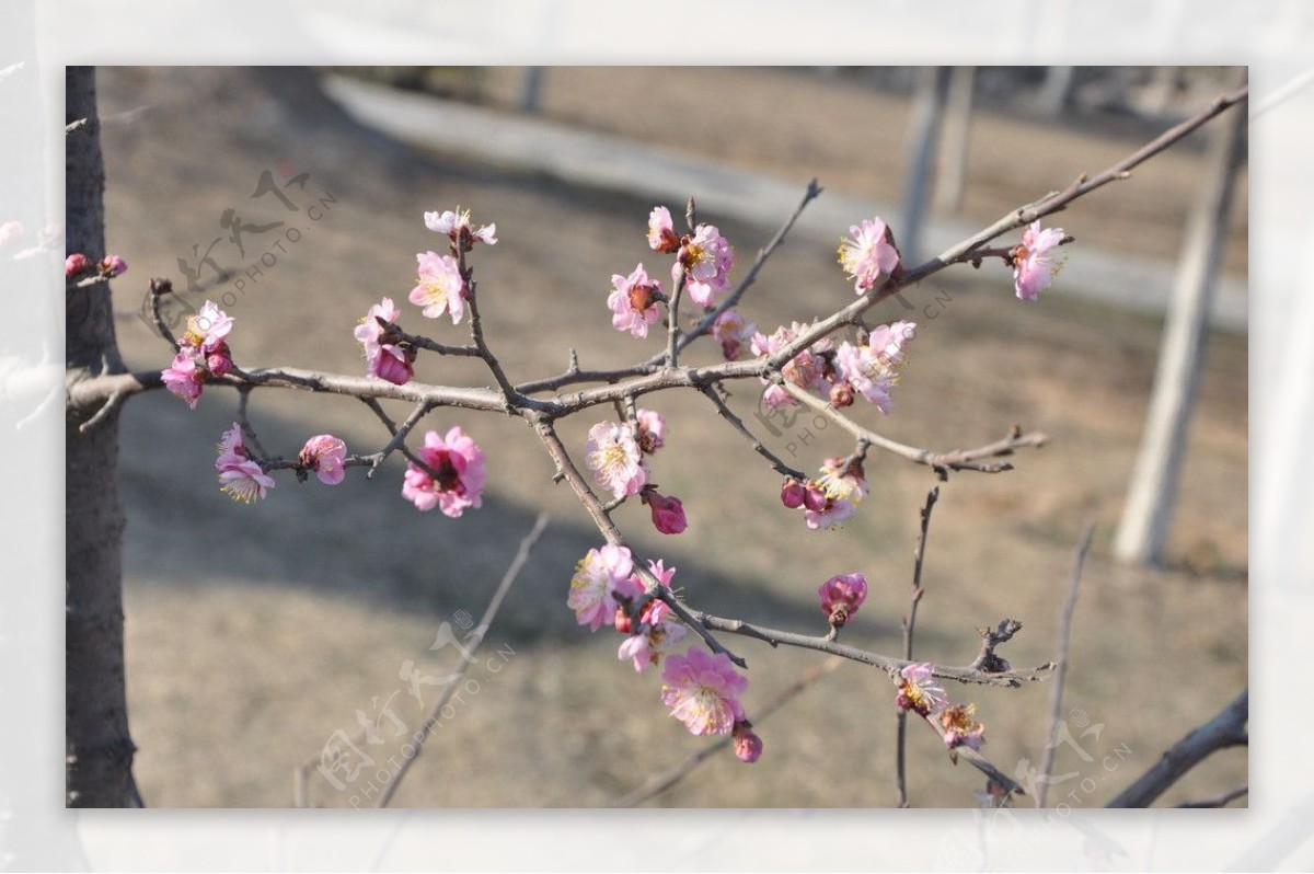 梅花红梅图片