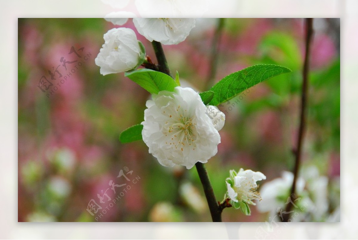 桃花图片