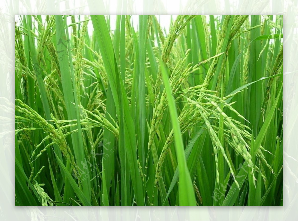 绿色稻谷图片