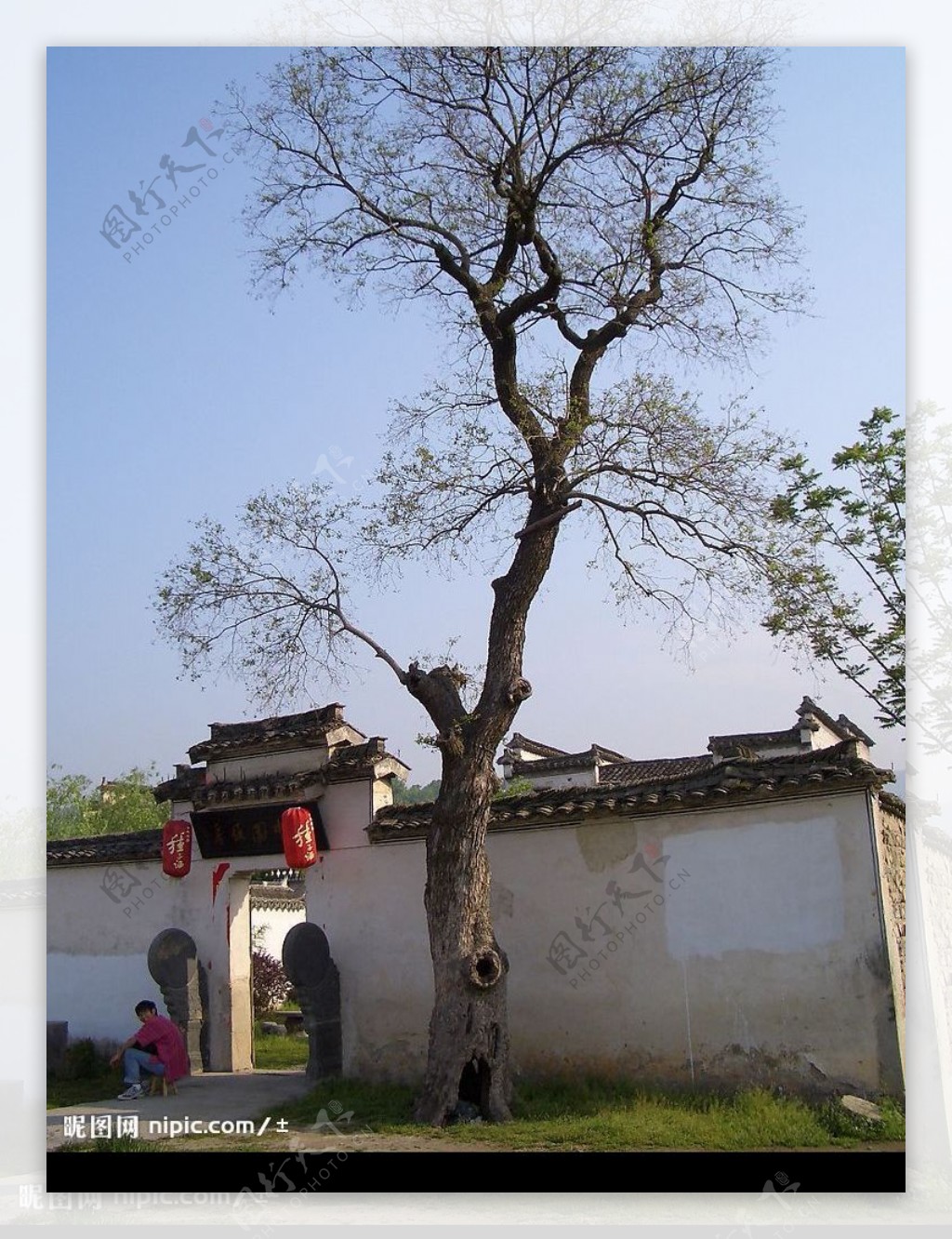 宏村的树图片