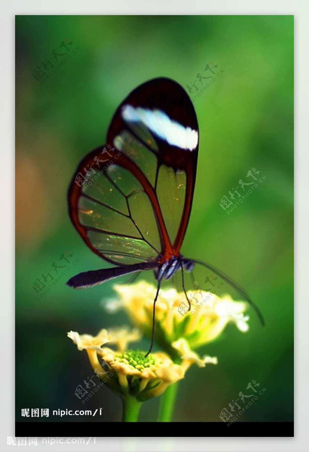 黑蝴蝶摄影图片