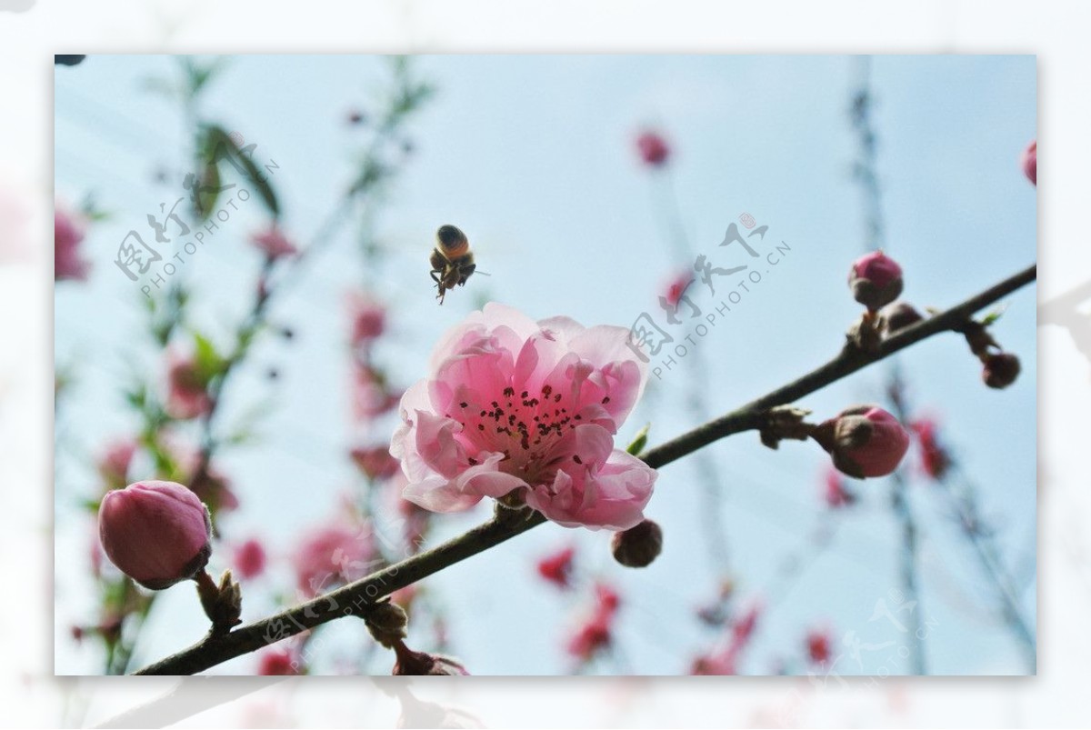 桃花红桃花蜜蜂图片