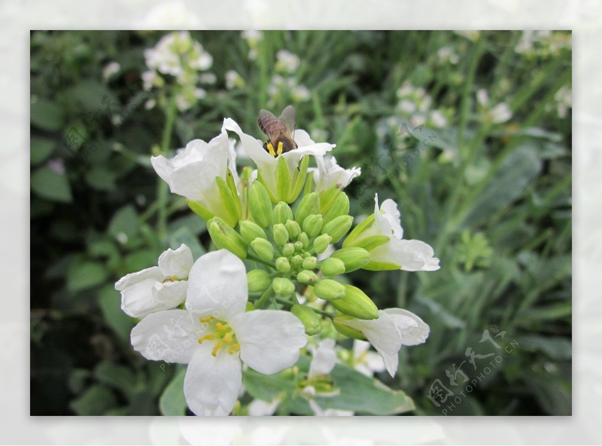 芥兰花蜜蜂图片