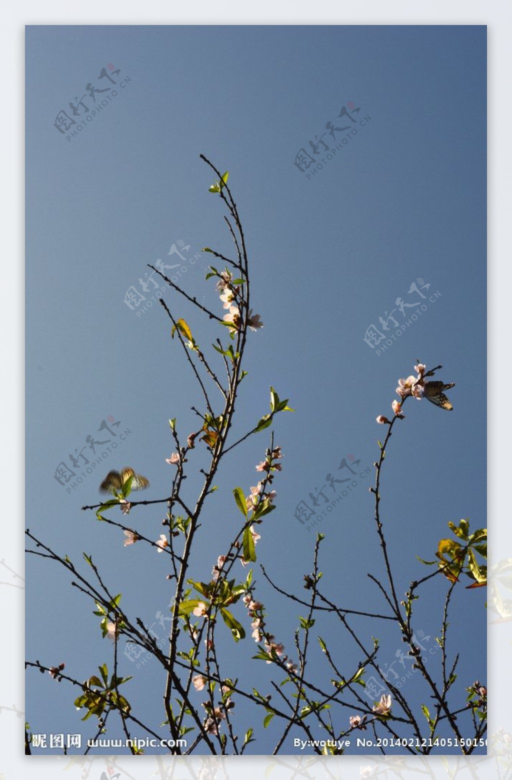 桃花枝条图片