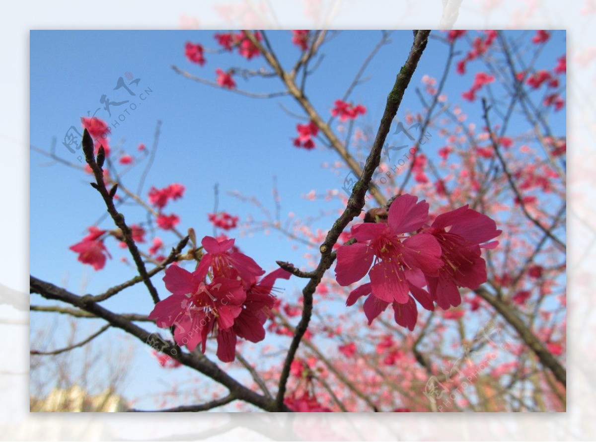 樱花图片