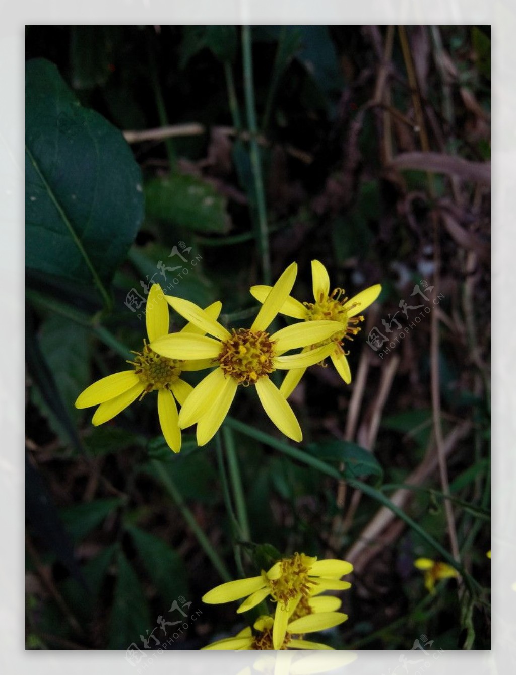 黄色的野花图片