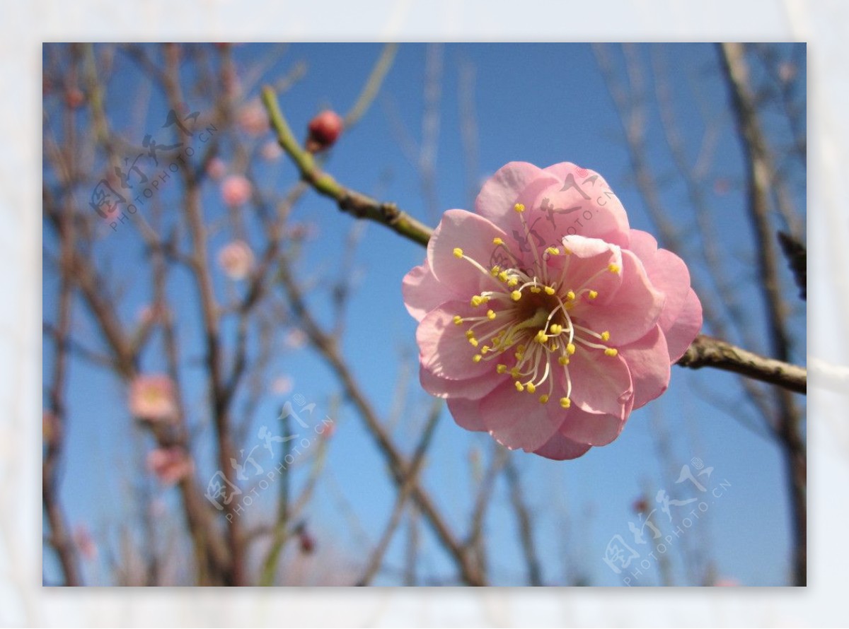 一朵梅花图片