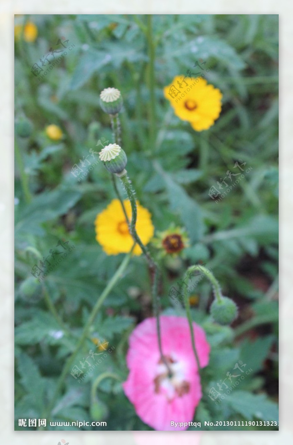 罂粟花的种子图片