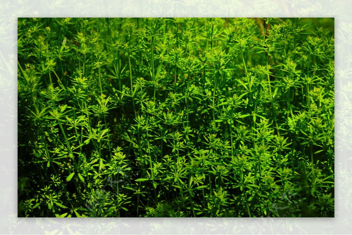 翠绿的竹叶草图片