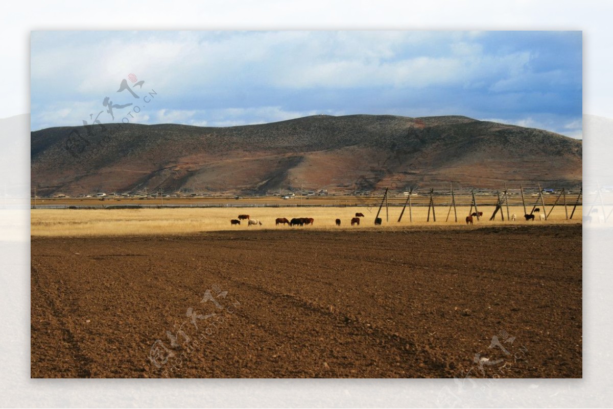 香格里拉高原冬季草原图片