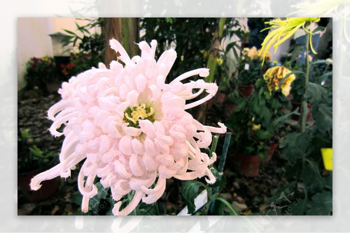 粉白色菊花图片