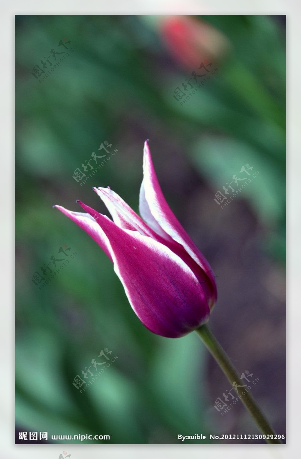 紫色白边郁金香图片
