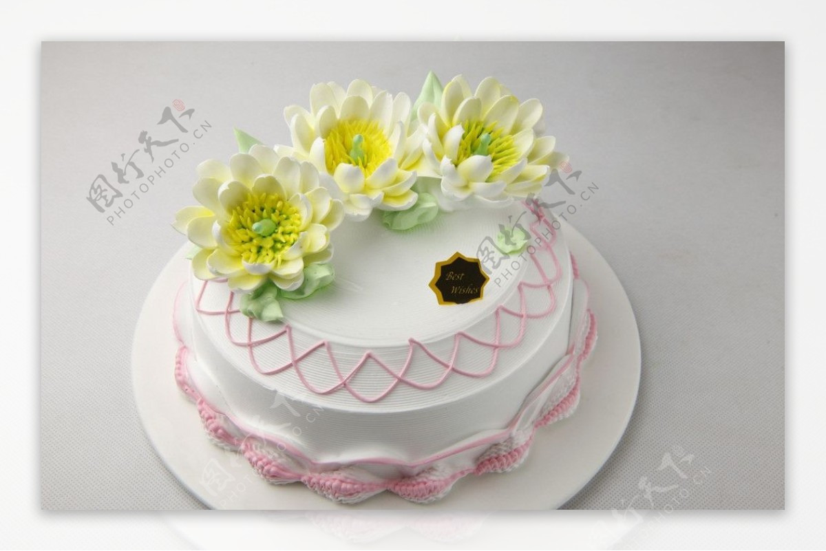 生日蛋糕鱼尾菊图片