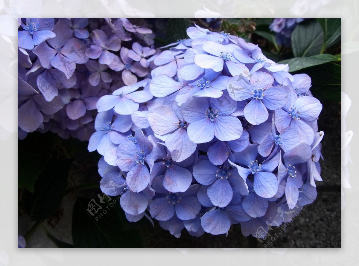 紫色鲜花图片