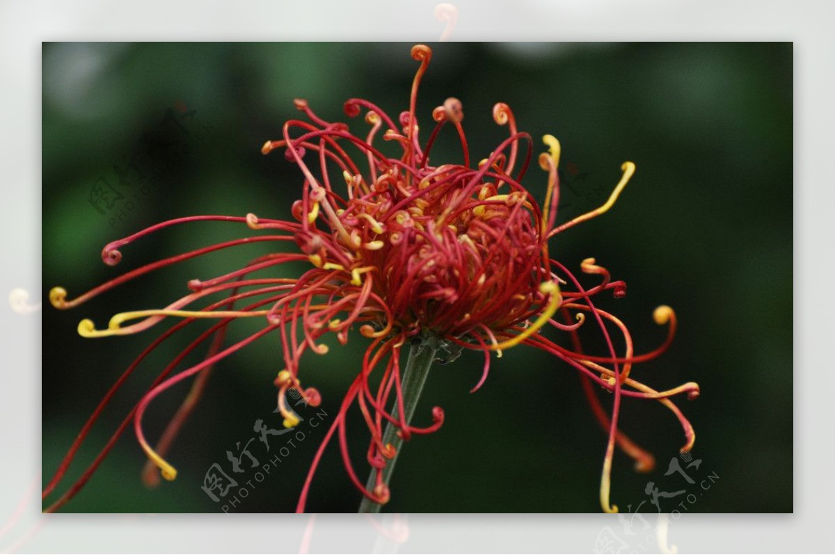 红丝菊花图片