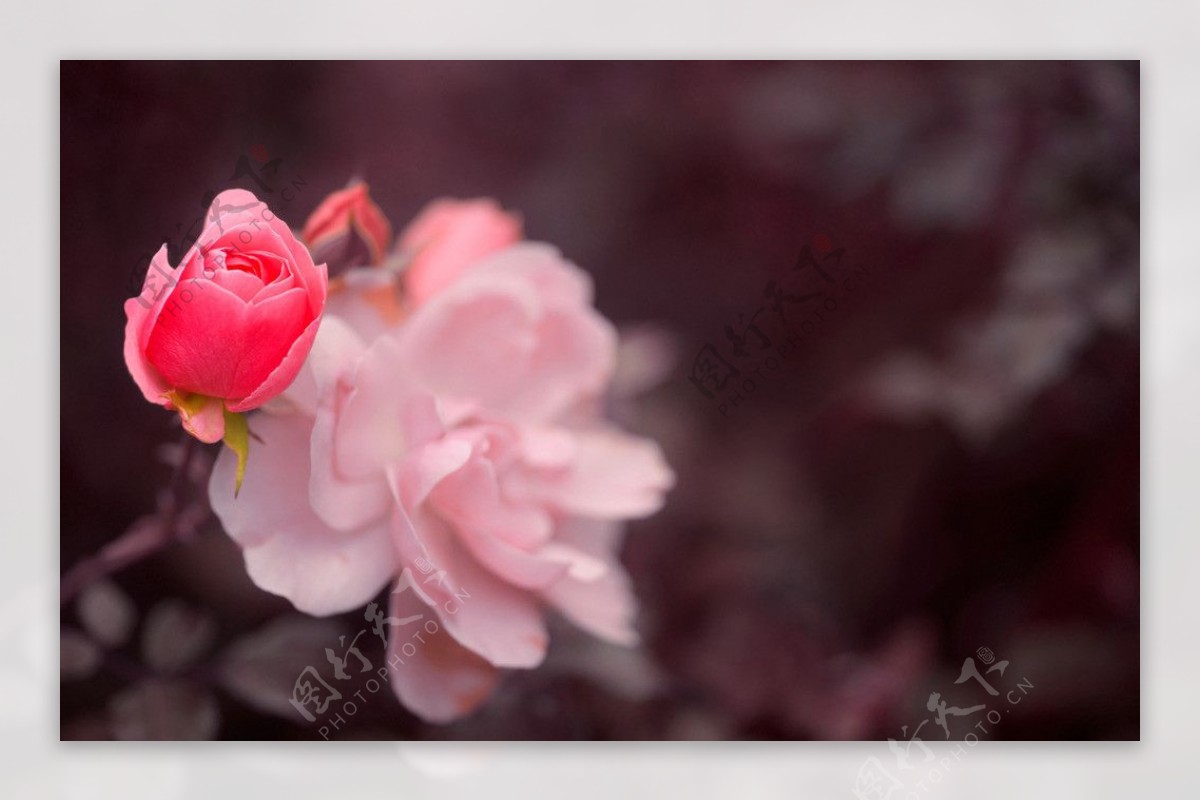 粉红玫瑰花蕾图片