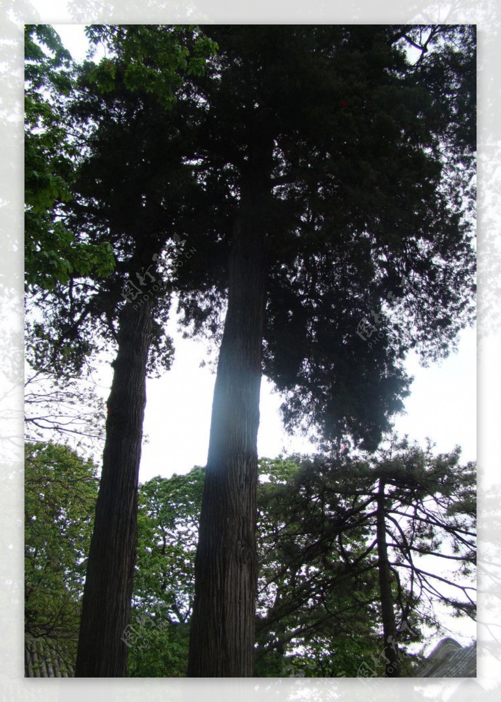 潭柘寺的古树图片