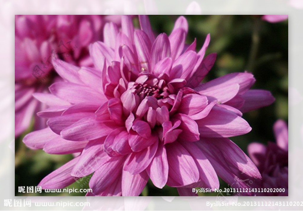 紫红菊图片