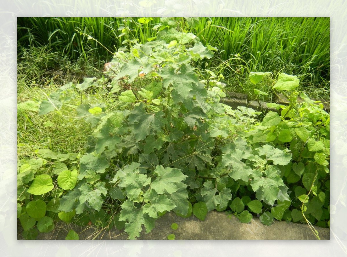 阳光下的绿色野植物图片