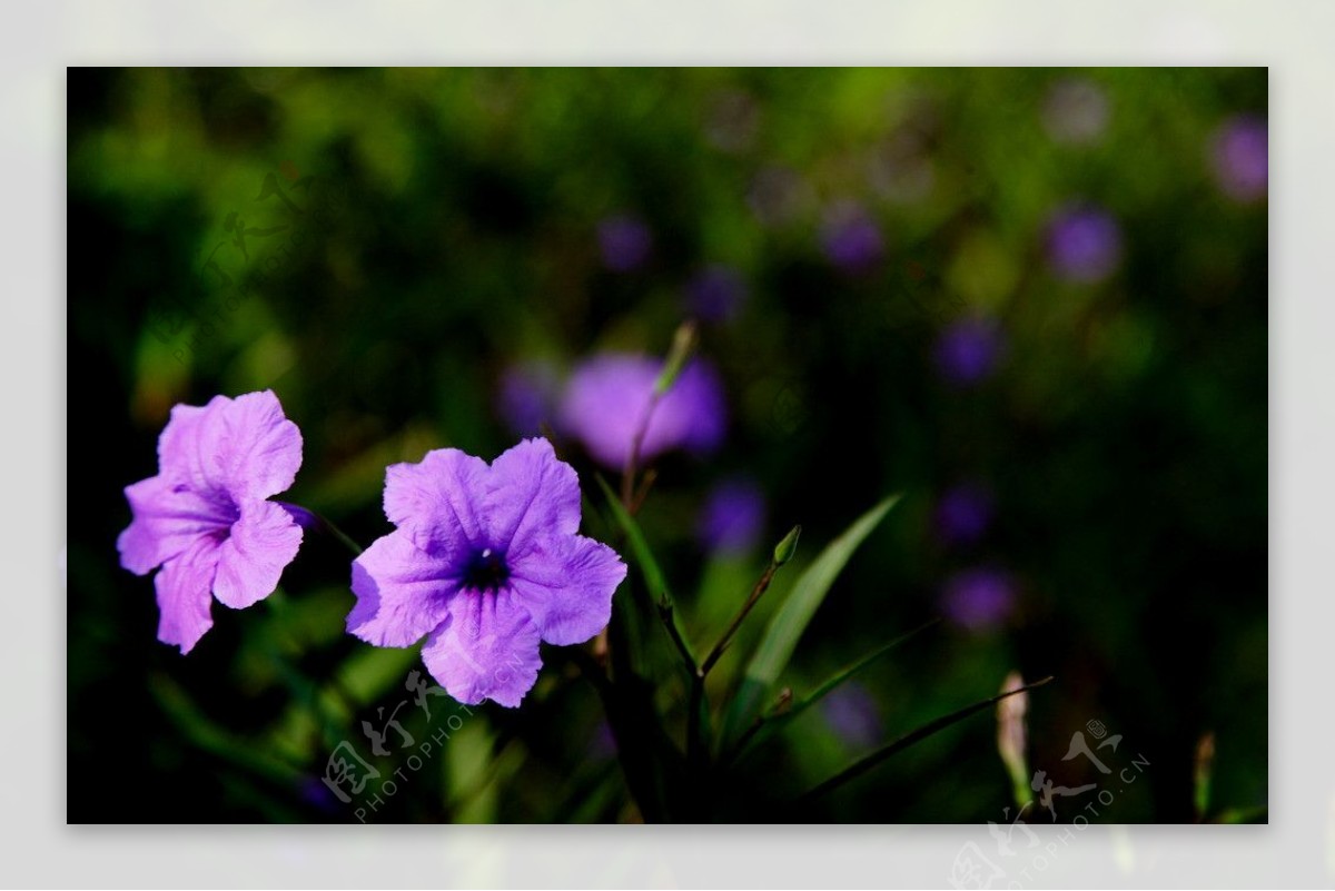 美丽的紫丁香花朵图片
