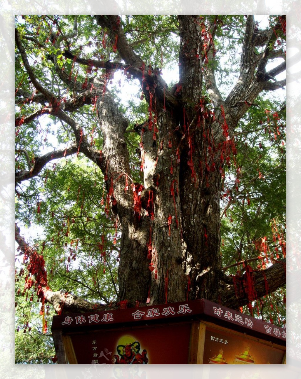 挂满红飘带的许愿树图片