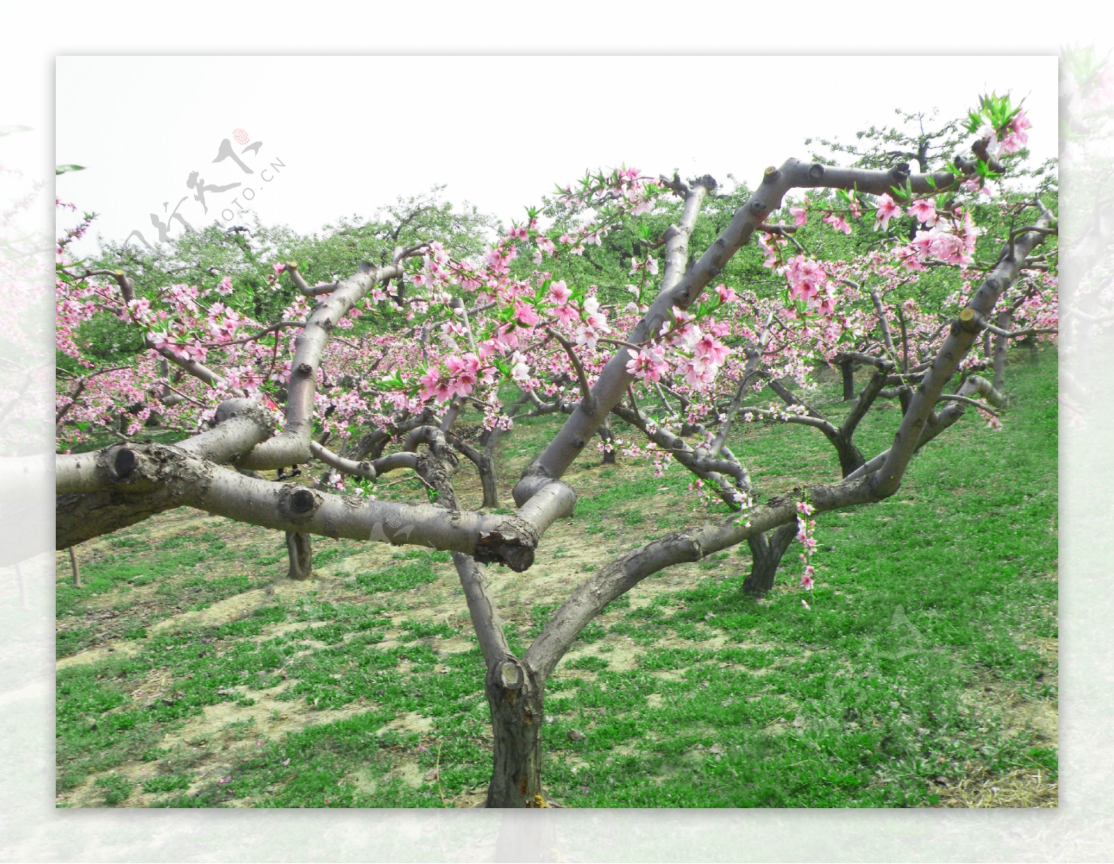 桃树桃花图片