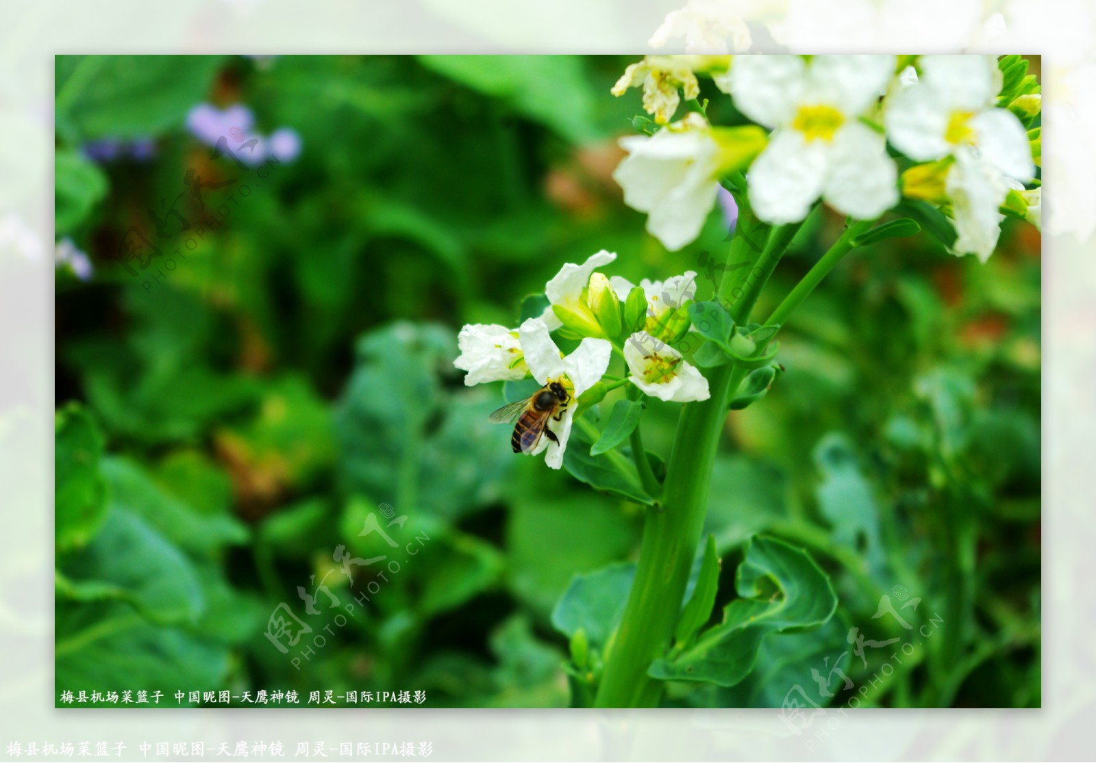采花与蜜蜂图片