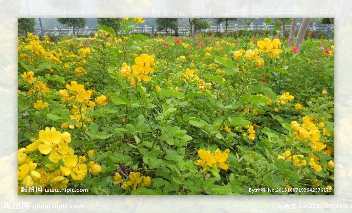 双荚决明花图片