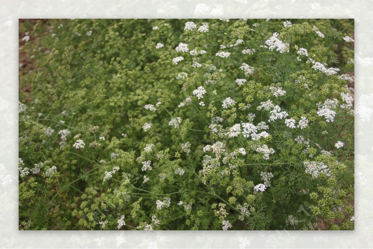 香菜花图片