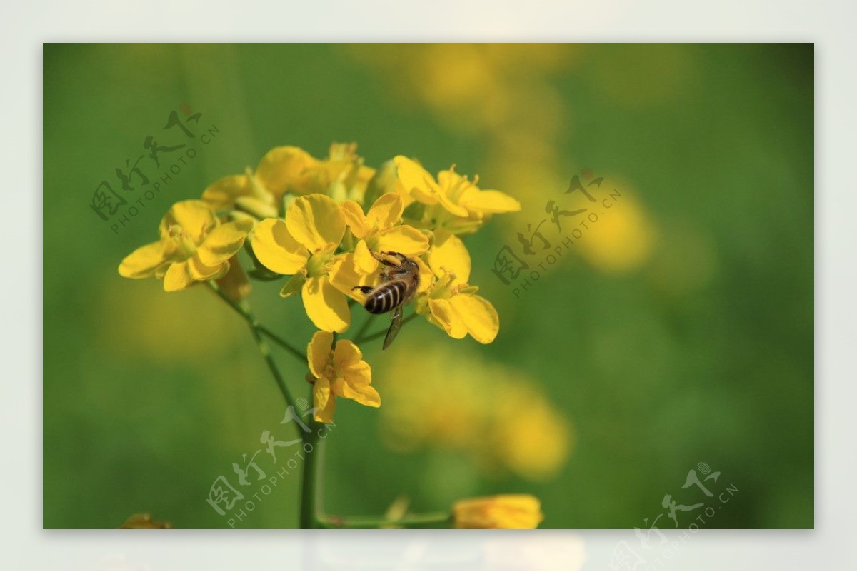 油菜花蜜蜂图片