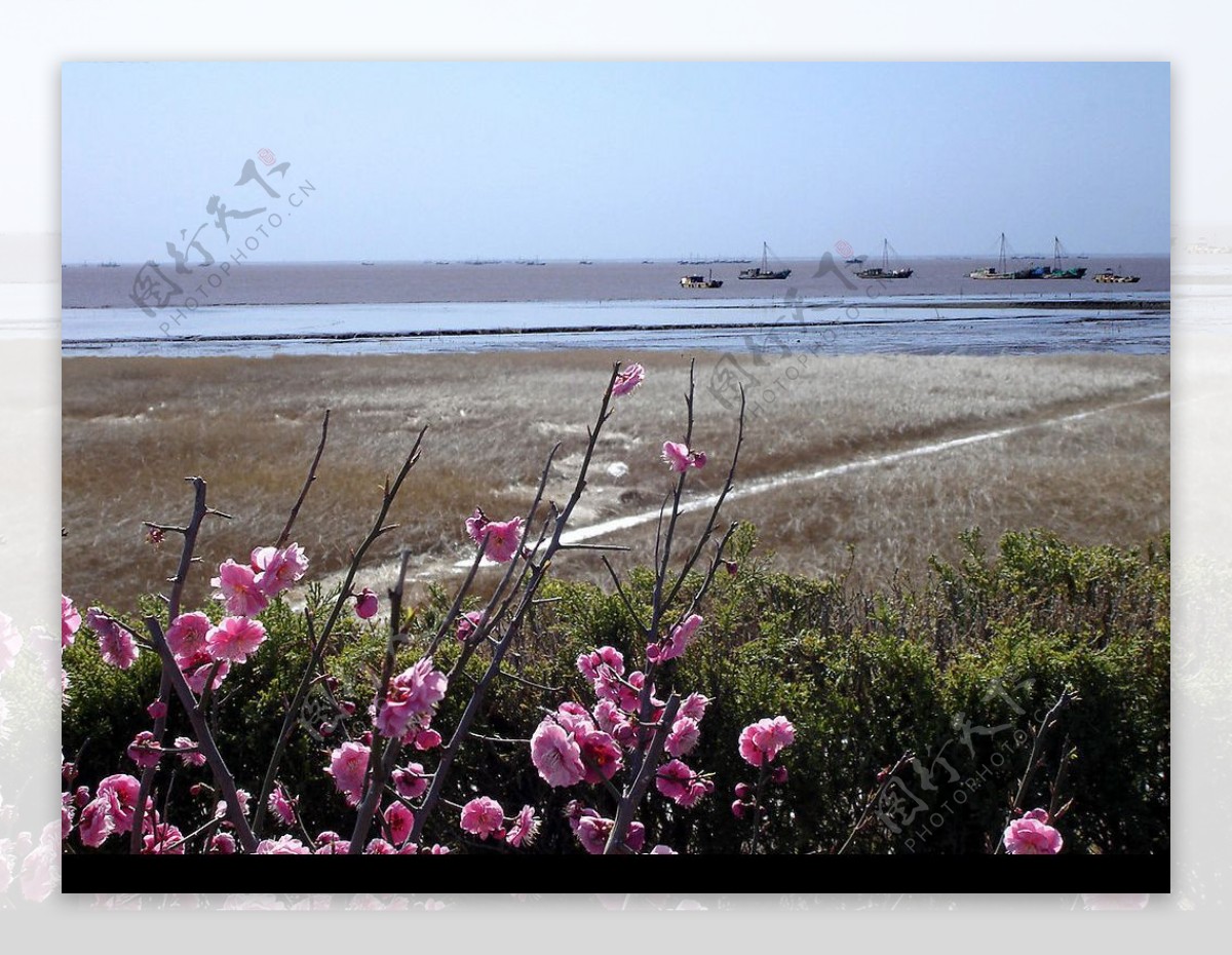 黃海之春图片