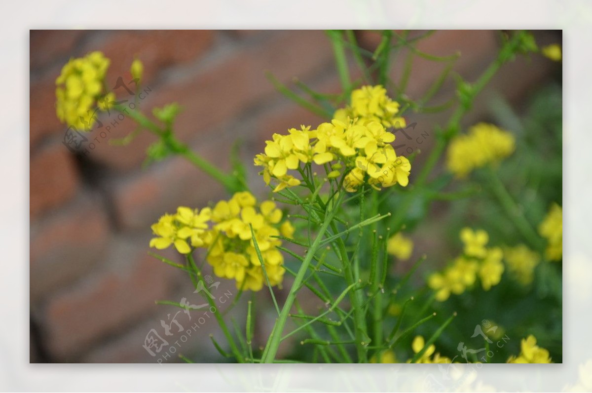 油菜花图片