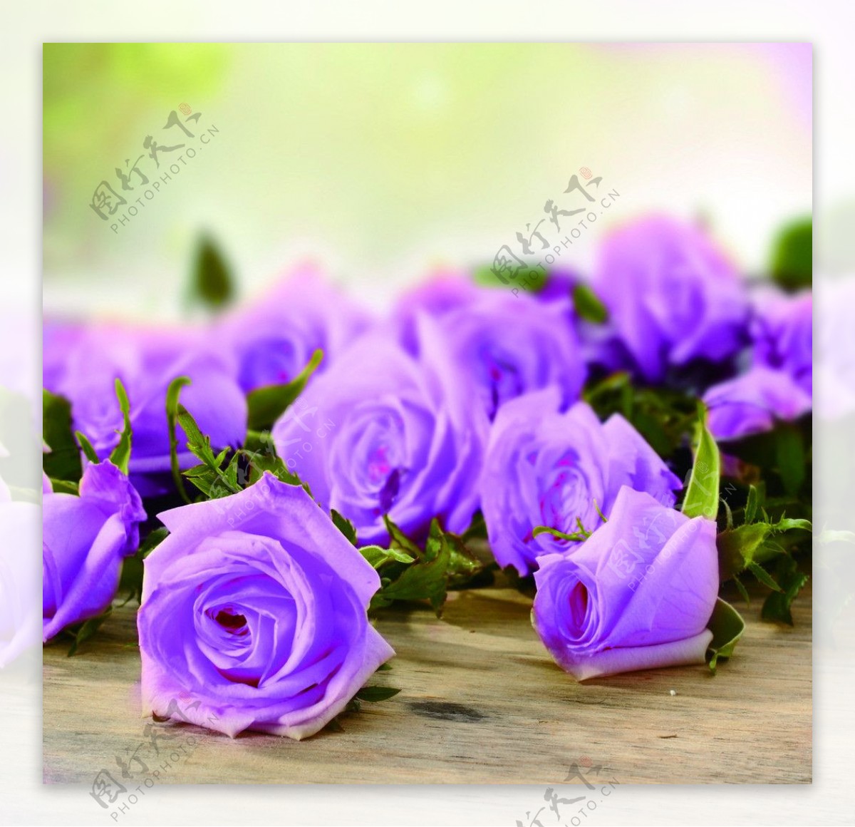 紫玫瑰 免费图片 - Public Domain Pictures