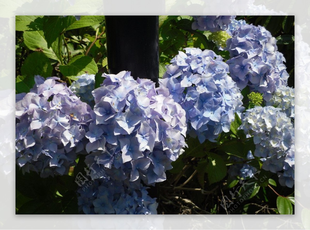 蓝紫色绣球花图片