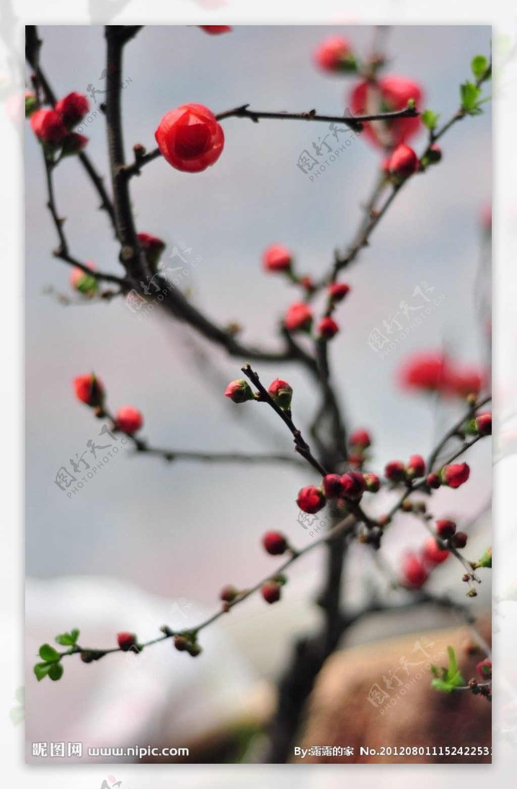 梅花风景图片