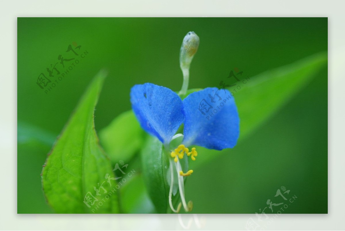 植物蓝色花朵图片