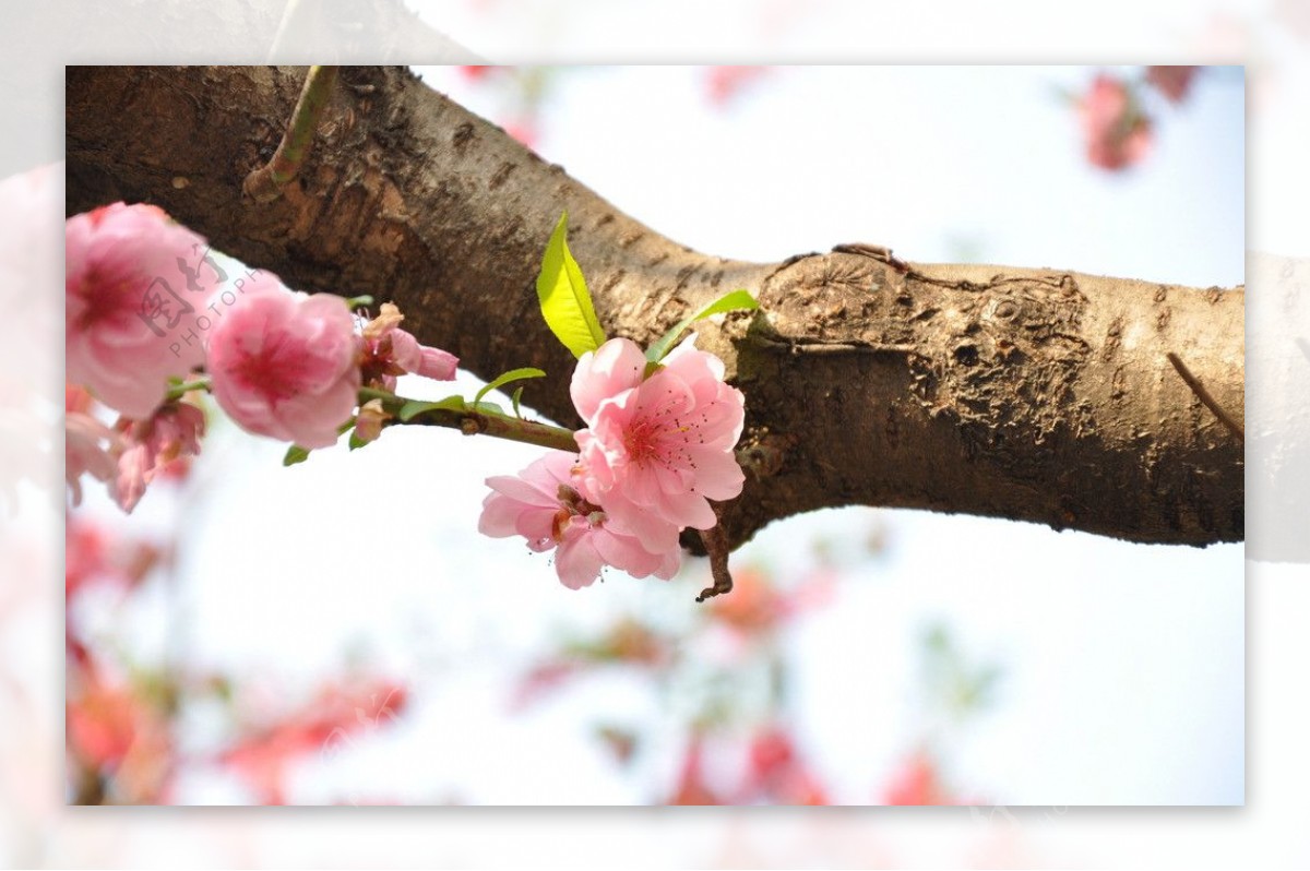 树干桃花图片